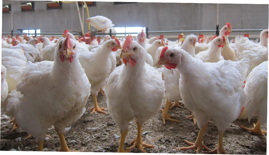 Poulets de Chair Vifs